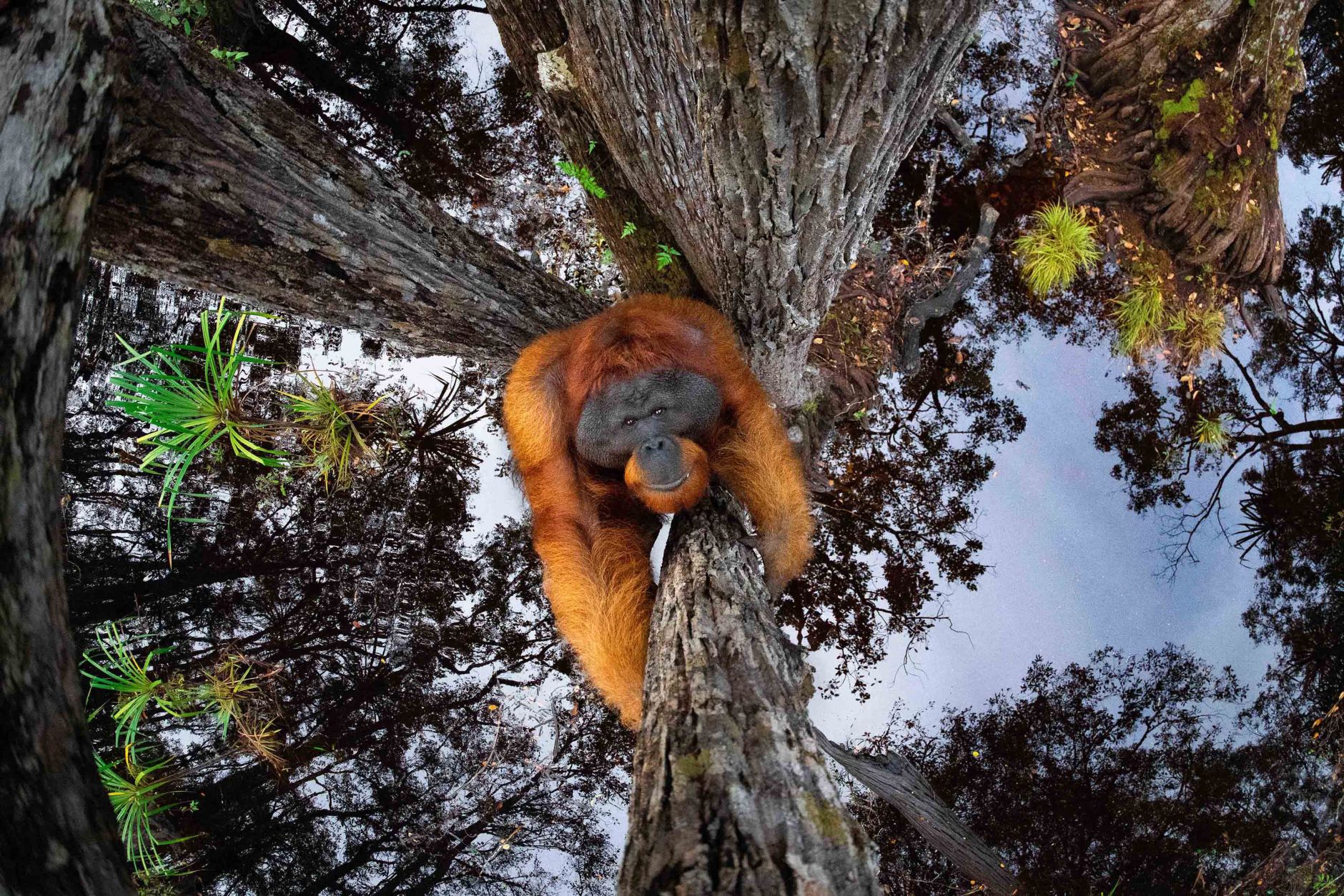 海鳥比郵輪大！　30張「世界自然攝影獎」獲獎照片　他拍下奪冠作品：瀕臨絕種猩猩從天而降