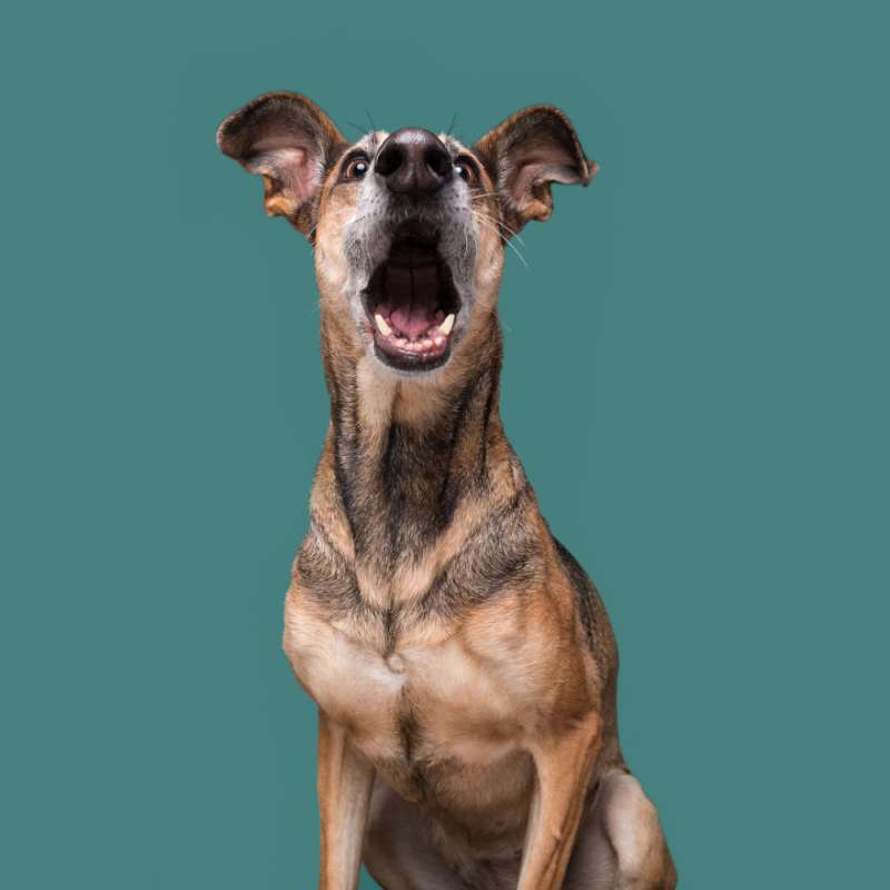 20張讓大家看到「狗狗也會做驚呆、嗨翻表情」的寵物攝影照片