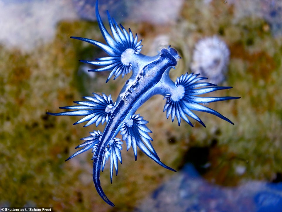 根本異形！上千隻「藍色怪物」集體沖上海岸　學者興奮：是罕見畫面