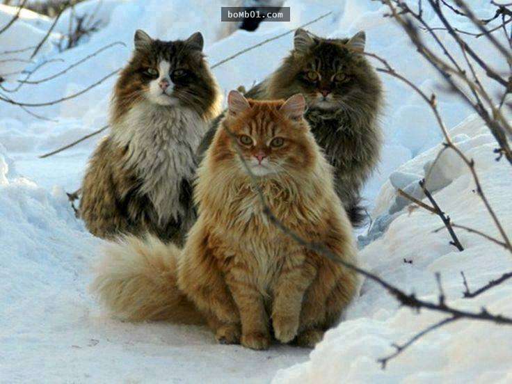 平常很少見的毛茸茸挪威森林貓，牠們獨特的性格會讓不愛貓咪的人也心動想養！