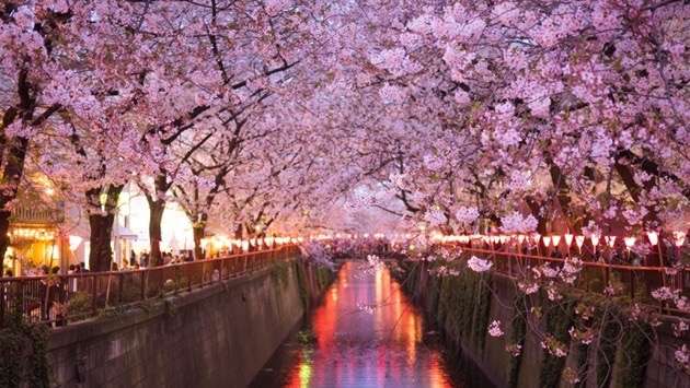 日本有絕美「櫻花河」…　台灣「彩虹河」卻只能跟中國「抹茶河」對抗