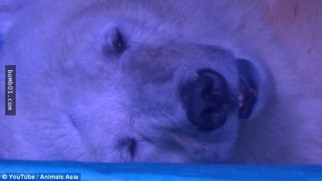 這隻被困在中國購物中心的北極熊遠看像是在休息，但是當鏡頭一放大所有人的心都痛了…