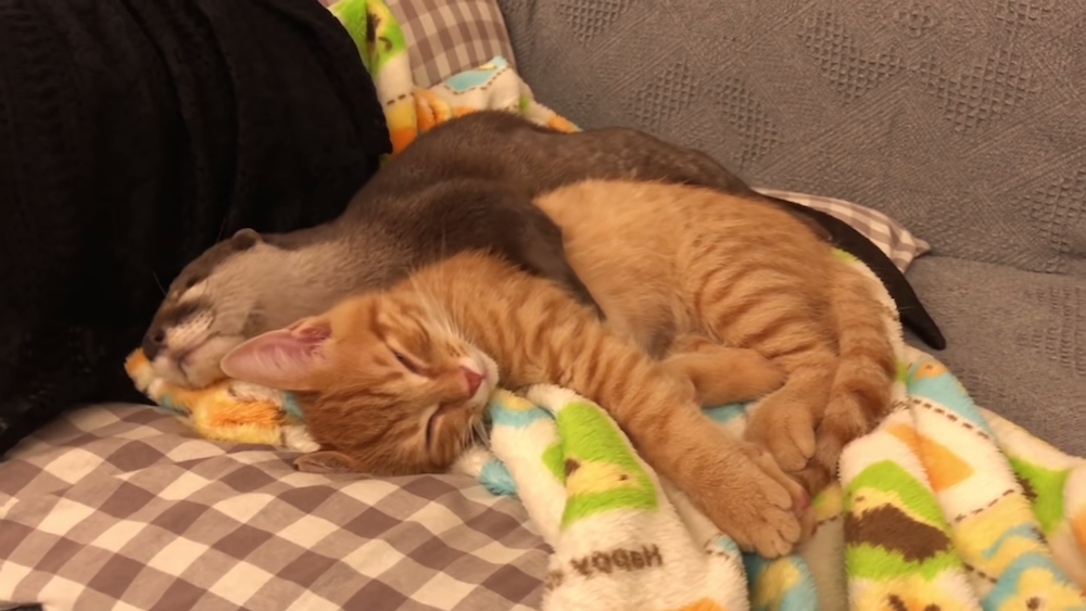 你就是偶的枕頭～　貓咪和水獺的「黏TT日常」　喵皇任由「抱著睡」畫面太溫馨