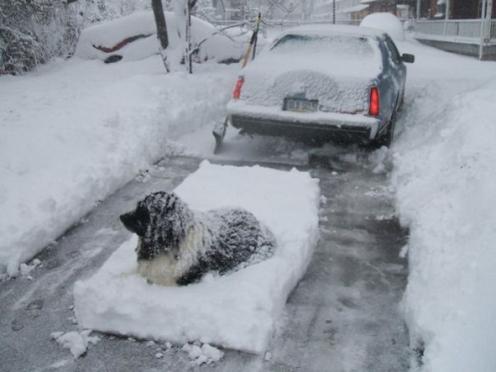養到熊無誤！主人曬超巨大「紐芬蘭犬」各種萌照　雪地裡照躺：有厚毛不冷啦～