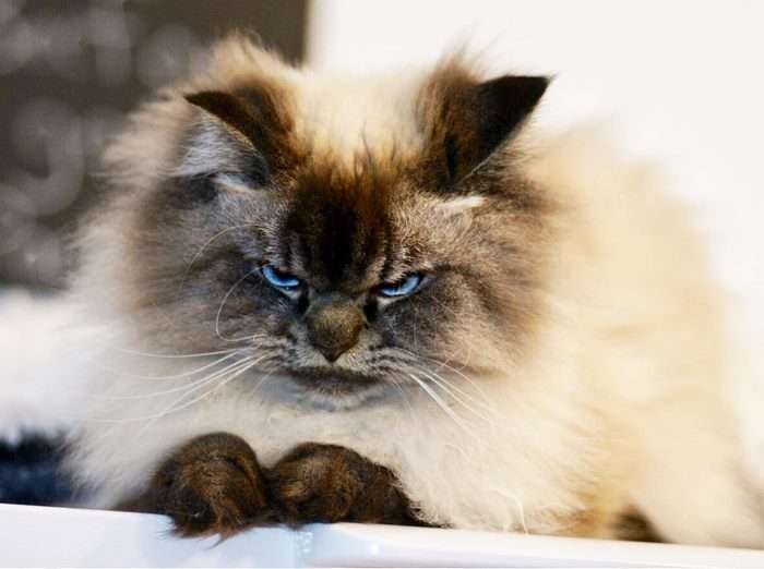 「超兇臉」貓咪收編16萬IG粉絲　一個表情就把大家都萌到不要不要的