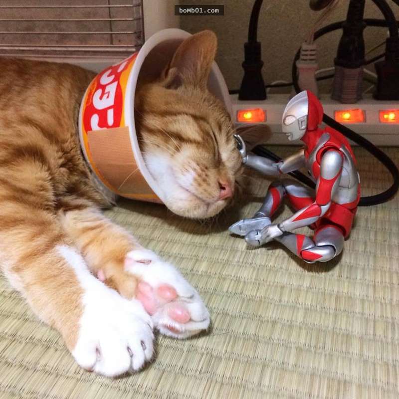日本網友把小貓咪撿回家後派出鹹蛋超人守護，一段時間後拍下的生活照讓大家都覺得超暖心的！