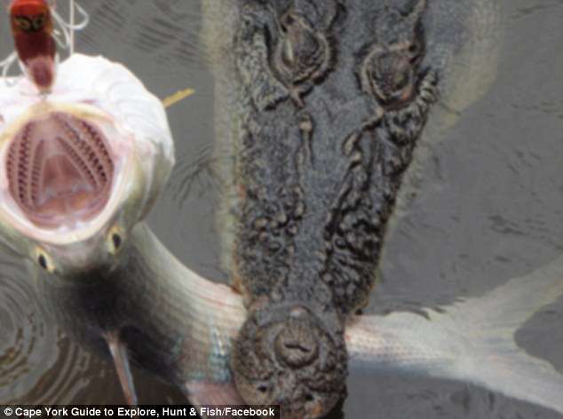 嚇尿！　漁夫跟鱷魚超近距離「眼神對視」　愣住一秒：看見人生跑馬燈