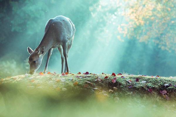 日本攝影師在奈良捕捉到「飄浮小鹿」，網友讚嘆之餘…立刻動手改圖！