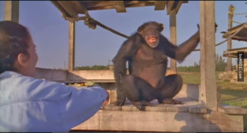 猩猩們遇到這個女人馬上就衝前緊緊抱住她，牠們一直沒忘記18年前「她做的事」…