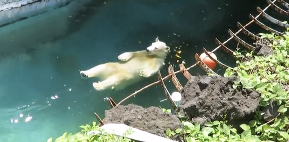 北極熊學會玩漂漂河！　「超爽仰式」順水面流下網笑：浮力熊～