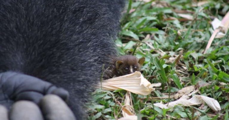 最萌體型差～　180公斤大猩猩跟「迷你嬰猴」交朋友　捧在手心「細膩呵護」：小心別嚇到牠！