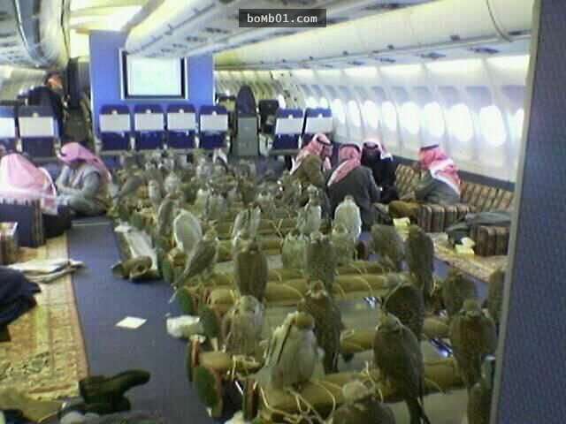 阿拉伯王子大手筆買下80個機位讓他的獵鷹一起出國狩獵，超壯觀的奇景讓大家都樂翻了！