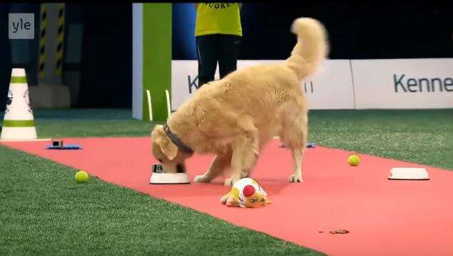 黃金獵犬參加嚴肅激烈的狗狗比賽　一上場全場氣氛都變了