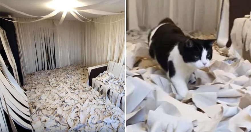 貓貓進門發現「100捲衛生紙」鋪成的天堂　牠嗨到翻掉：不用自己來了！