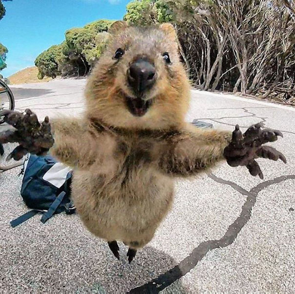 澳洲短尾矮袋鼠「用笑臉治癒人心」　國際認證：牠是世界上最快樂的動物