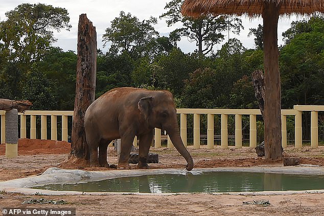 「世界最孤獨大象」有朋友了！　8年來首跟同類接觸...害羞碰鼻：你好
