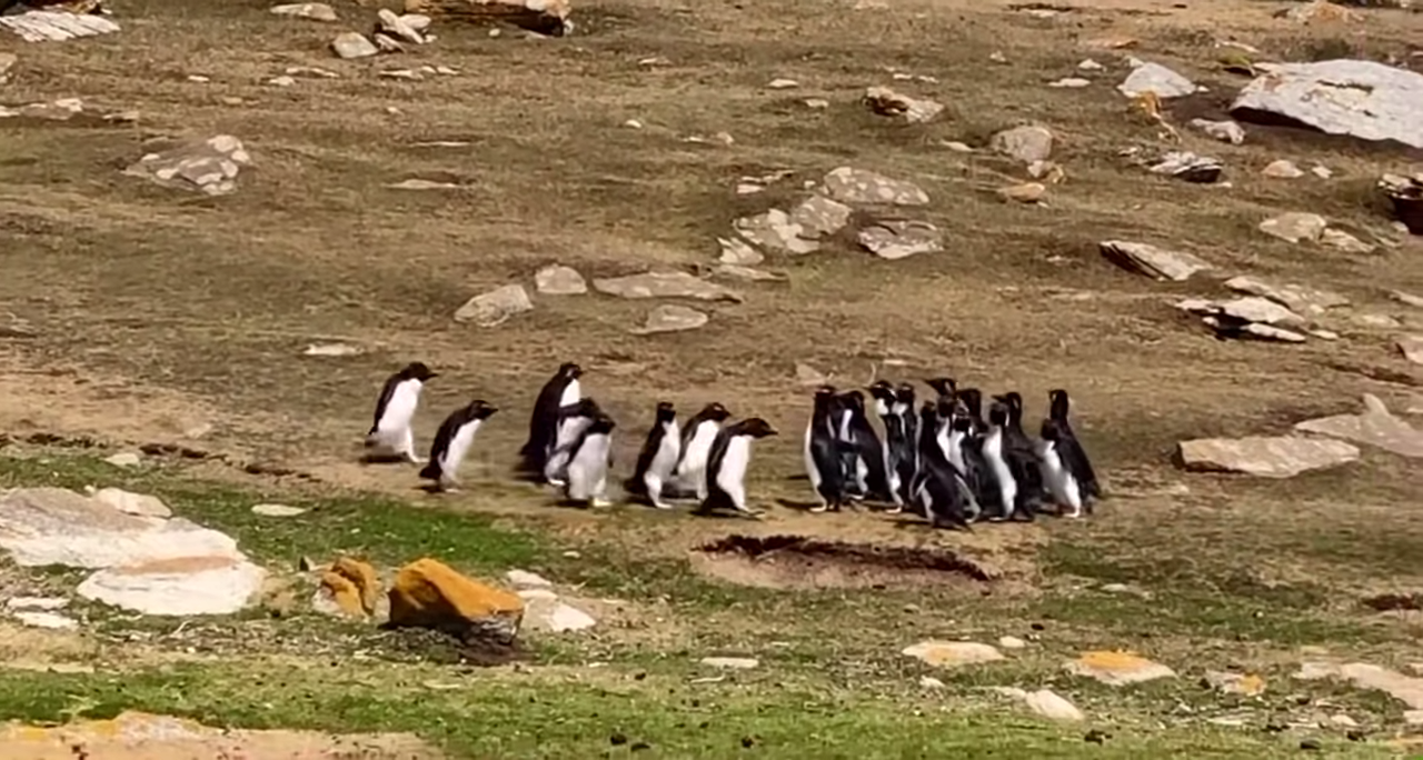 2群企鵝「帶隊話家常」　聊完天散會「牠傻呼呼跟錯隊」　同伴急Call回：這邊啦！