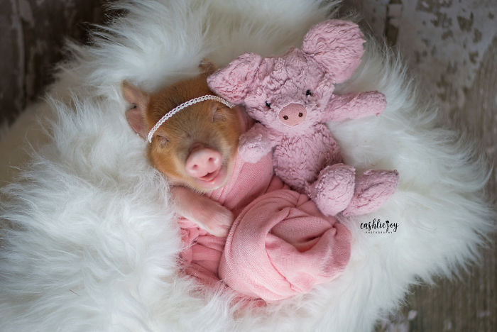 根本是人類小嬰兒！攝影師拍攝「新生小豬寶寶」　渾身粉嫩嫩：睡著還會微笑❤️　