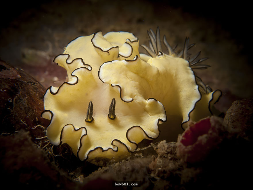 45個會讓你看到不捨得停下來的海底「藝術品」，這些海蛞蝓不說還真的會以為是外星生物！