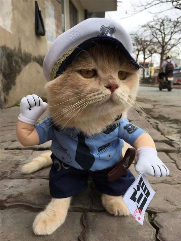 爆紅賣魚攤貓老闆的另一個身分是警察　私底下的穿搭根本走在時尚的尖端