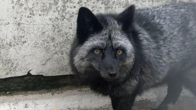 神秘黑色動物突然出現在花園　當場捕獲確認：是25年沒看過的「銀狐」