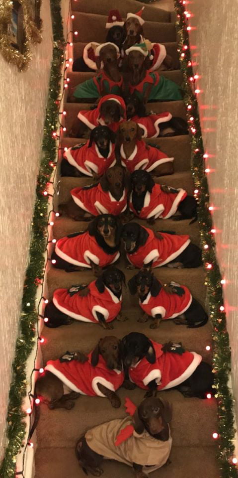 17隻臘腸主人完成不可能的任務　小短腿「樓梯上排排坐」奇蹟轉頭慶聖誕