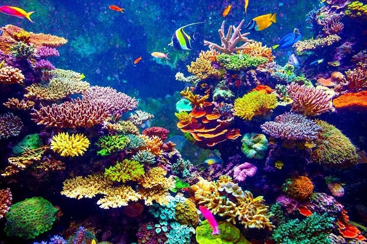 海洋有救！　科學家發現「復育珊瑚」新技術　縮時式成長「40倍極速」：3年→3週就搞定