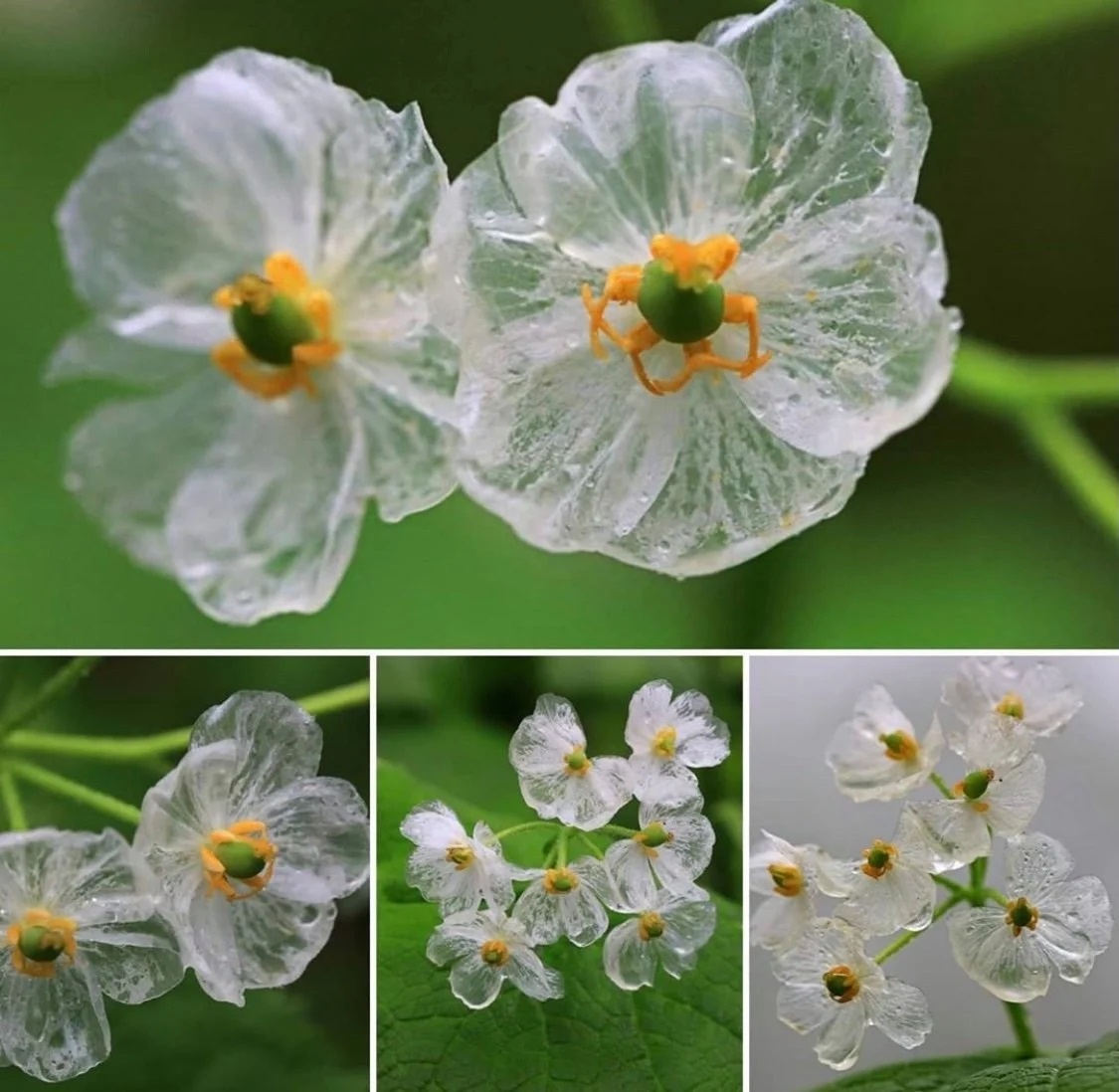 想看還得碰運氣！日本「透明水晶花」只有下雨天看得到　連花語都美得讓人心動♡