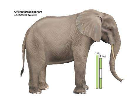 大象有新的種類！　研究人員確認結果　推翻大家之前的錯誤認知