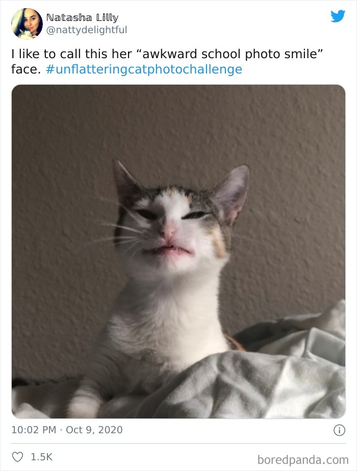 真D不可愛！網上發起「貓咪醜照貼圖大賽」　網噴笑：怎麼這麼多醜貓咪～