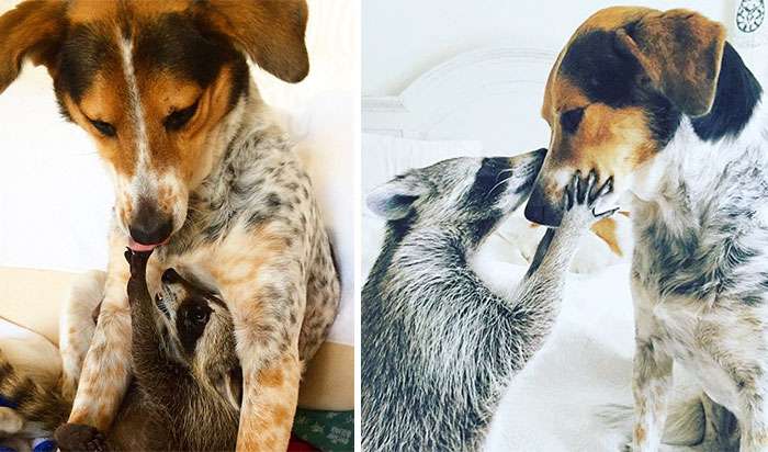 寵物版「長大前後對比照」　動物界的友情更讓人感動