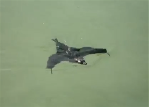 你沒有眼花！蝙蝠竟然會游泳而且很厲害，民眾拍下的40秒清晰畫面讓大家都有陰影！