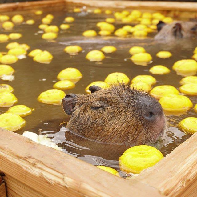 來這看地表最大鼠鼠～2020日本療癒「水豚泡湯大賽」　酥湖到瞇眼秒變大叔♡
