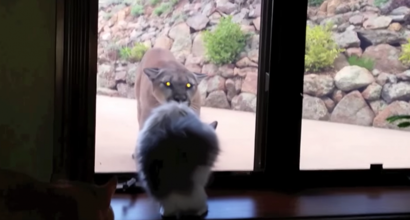 貓咪霸氣擋著山獅闖進家　主人感動哭：牠在保護我嗎？
