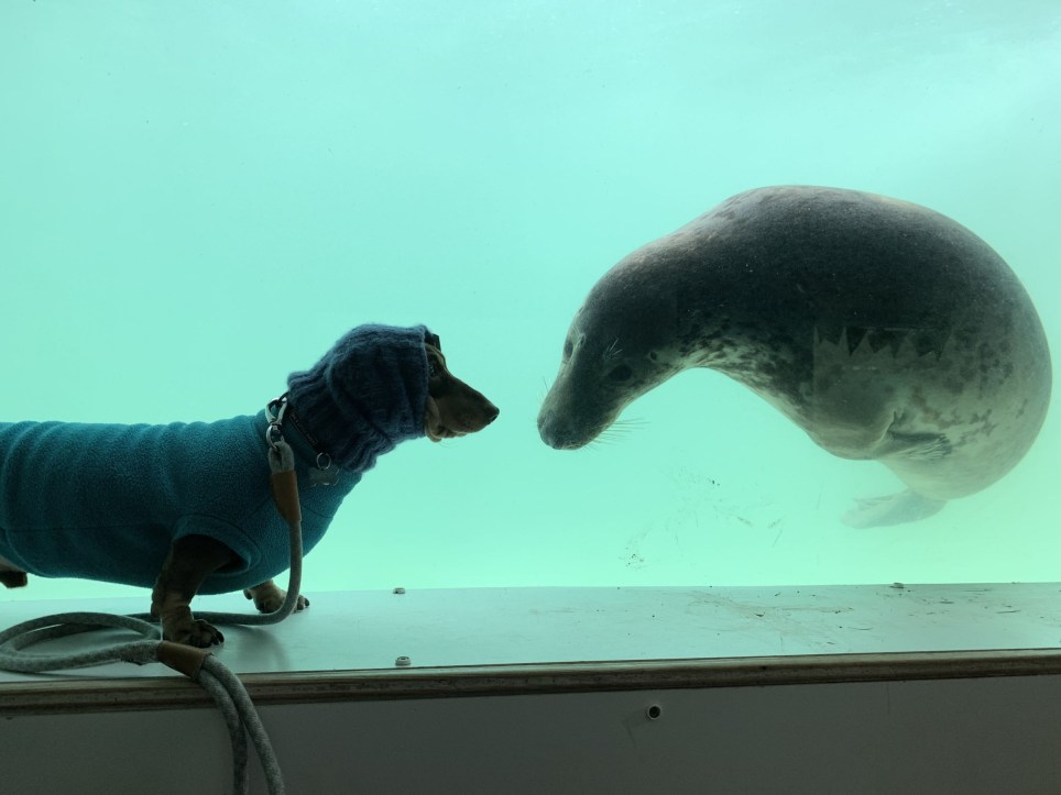 臘腸犬頭戴帽帽「秒變小海豹」　水族館被隔玻璃搭訕：成為麻吉了❤