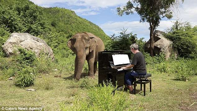 為心靈受創的大象彈鋼琴　退休男：我用音樂治癒牠們的心