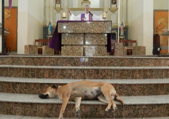神愛狗狗！牧師讓浪浪「進教堂參加禮拜」　可愛模樣讓牠們一一被收編！