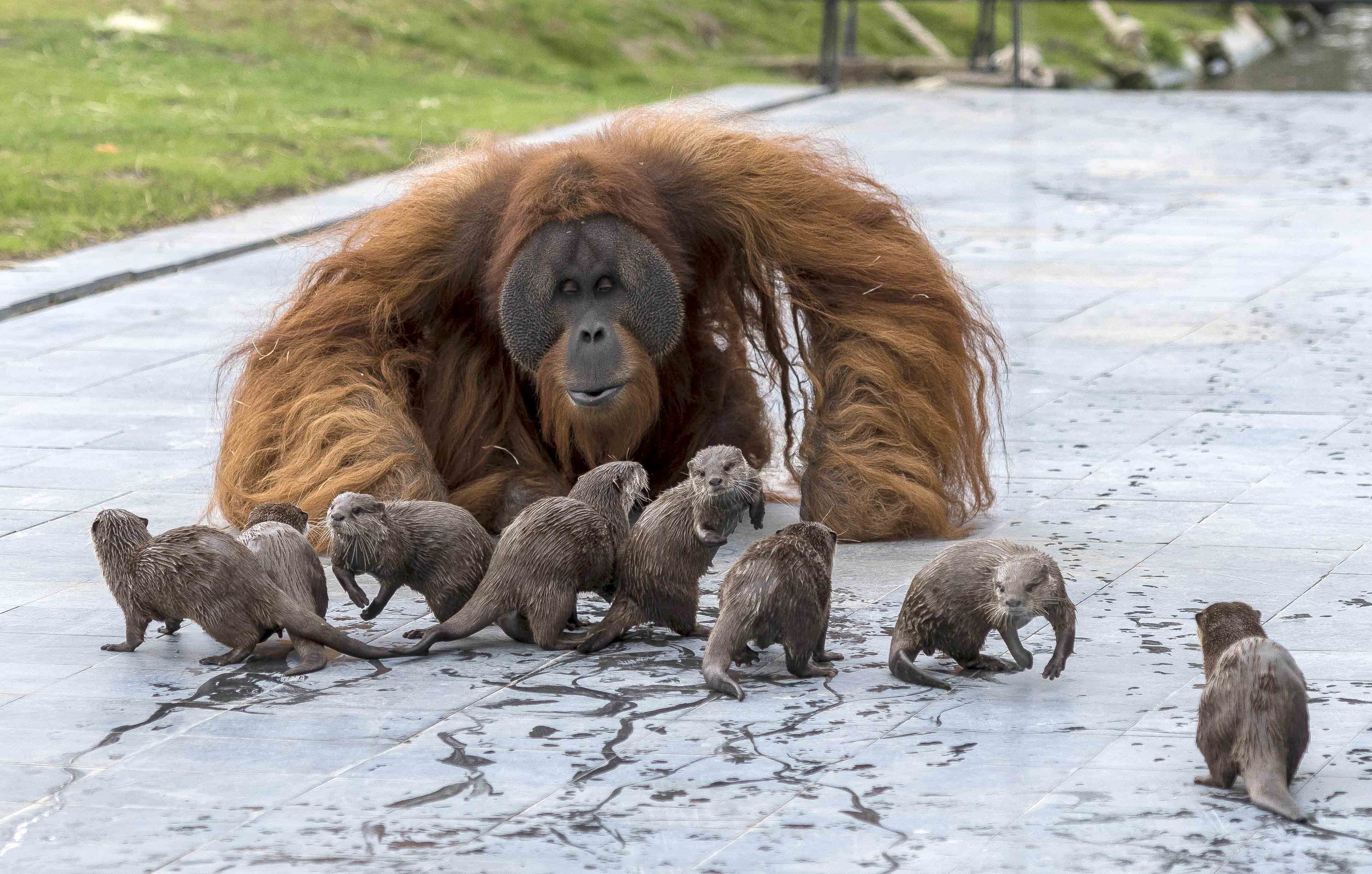 都是高智商！動物園把「紅毛猩猩、水獺」放一起　牠們變好鄰居：互動超有愛❤️