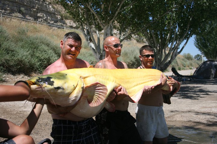 重到像拉公車！男子釣到「白化巨魚」　2.4公尺身軀創世界紀錄
