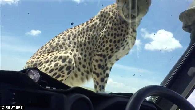 非洲野生獵豹突然鑽進車！　「舔嘴巴盯著他猛看」　他嚇傻一動也不敢動