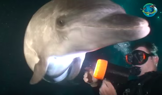 海豚衝上前「哭喊求救」　潛水員發現牠身上的殘忍真相　人類應該羞愧