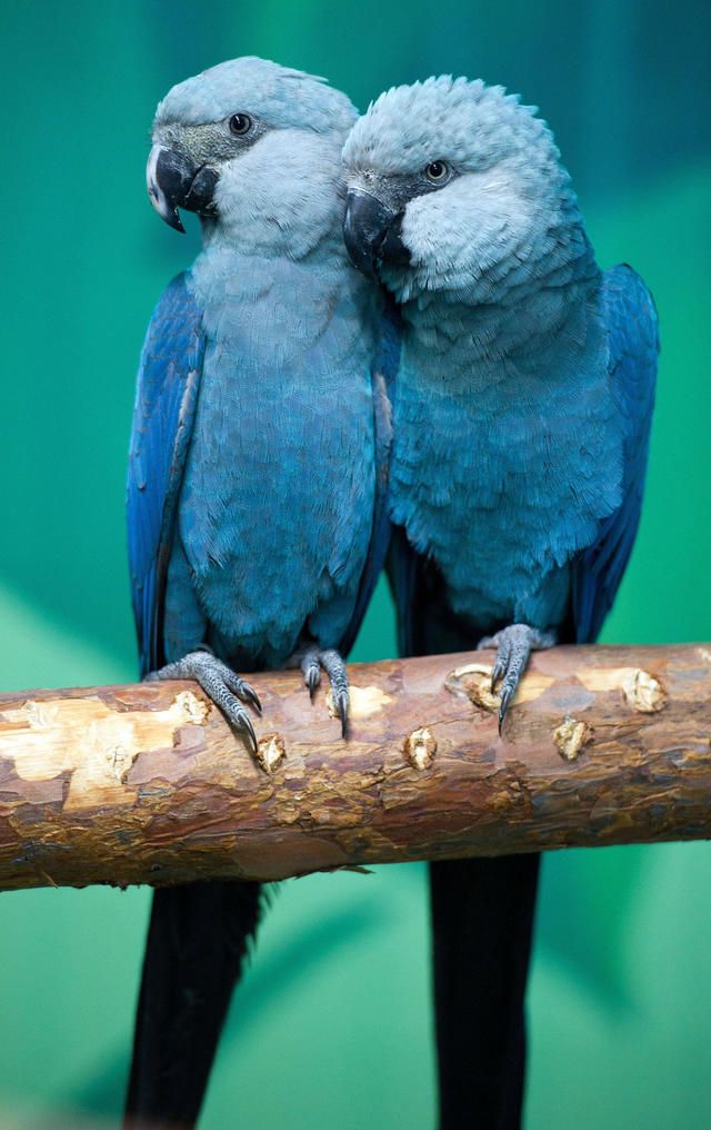 《里約大冒險》中的藍色鸚鵡再也不復見！　科學家正式宣佈：野外完全滅絕