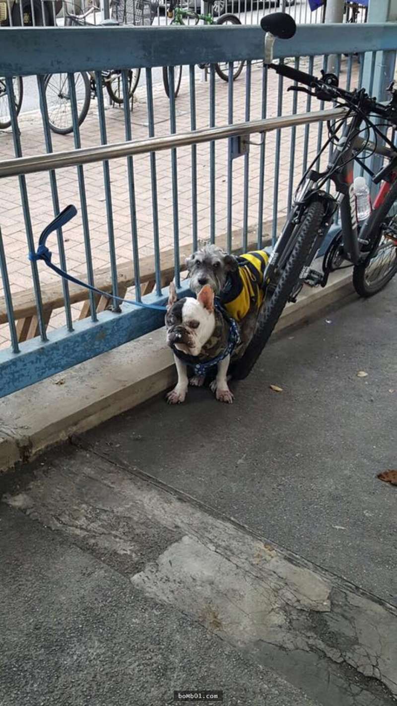 惡劣飼主把毛孩丟在天橋慘變「骷髏」，牠一看到食物的反應讓大家的心都被撕裂了！