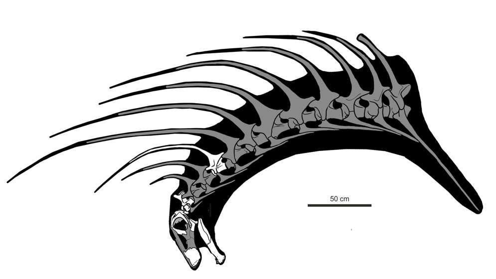 阿根廷發現嶄新恐龍化石！　脖頸後「佈滿尖刺」外觀超霸氣：彷彿龐克頭