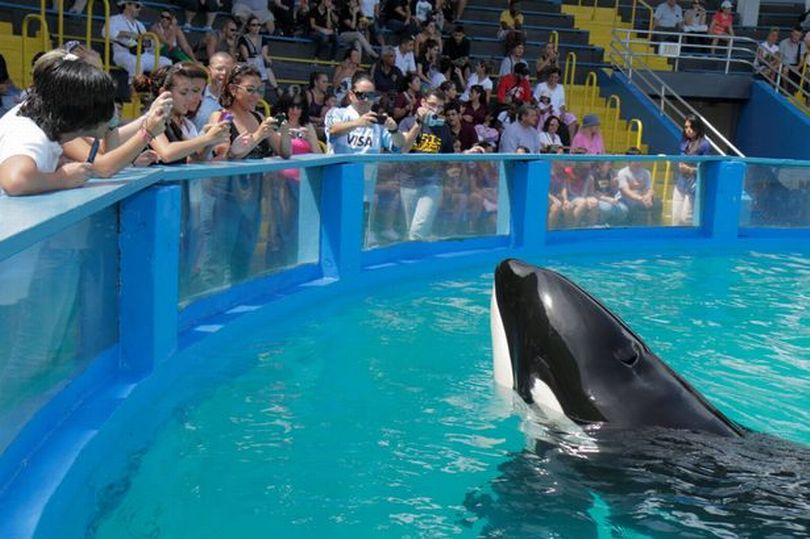 世界最孤獨虎鯨！牠被圈養50年被迫表演　即將重獲自由回到海洋