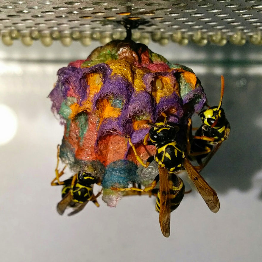 彩色蜂巢好搶眼！　「造紙胡蜂」的夢幻作品像是童話世界的產物