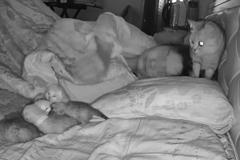 當新手媽太累！貓媽每早5點「叼奶喵」給飼主　自己回去爽睡：換你顧惹！