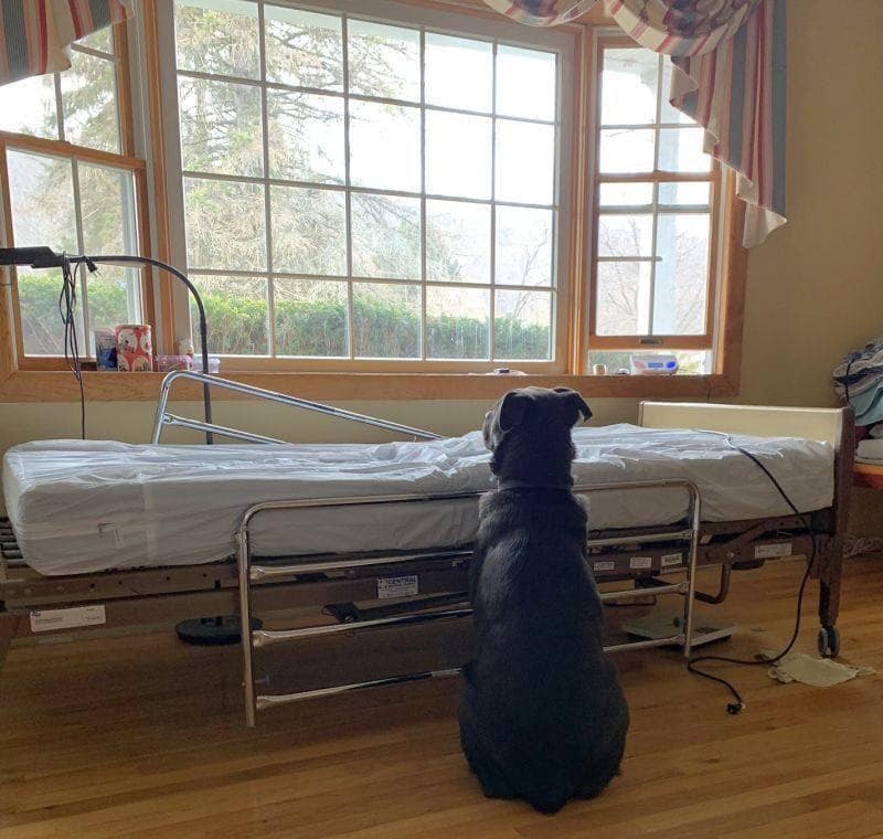 不知道主人走了　3歲狗狗苦守醫院空床：他會回來的…