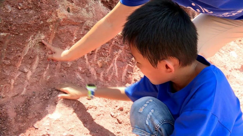 博物館剛看過...10歲孩出遊「認出怪石」　幫發現11顆6600萬年恐龍蛋