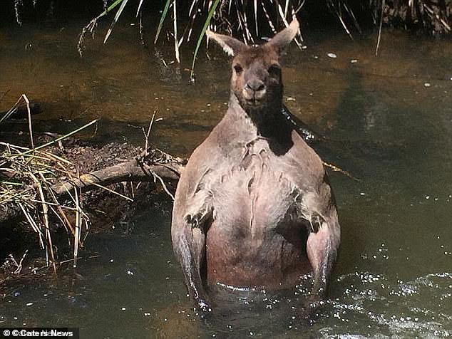 牽狗散步偶遇「袋鼠界巨石強森」　200公分水中沐浴…男驚恐：朝我走過來了